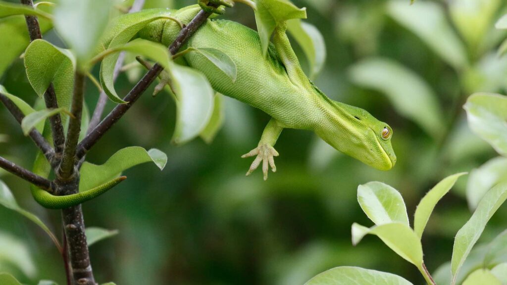 Green Gecko Lizard
