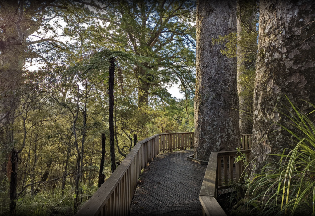 Image of Waiau Kauri Grove in Coromandel New Zealand to promote visitors to add this to their list of things to do