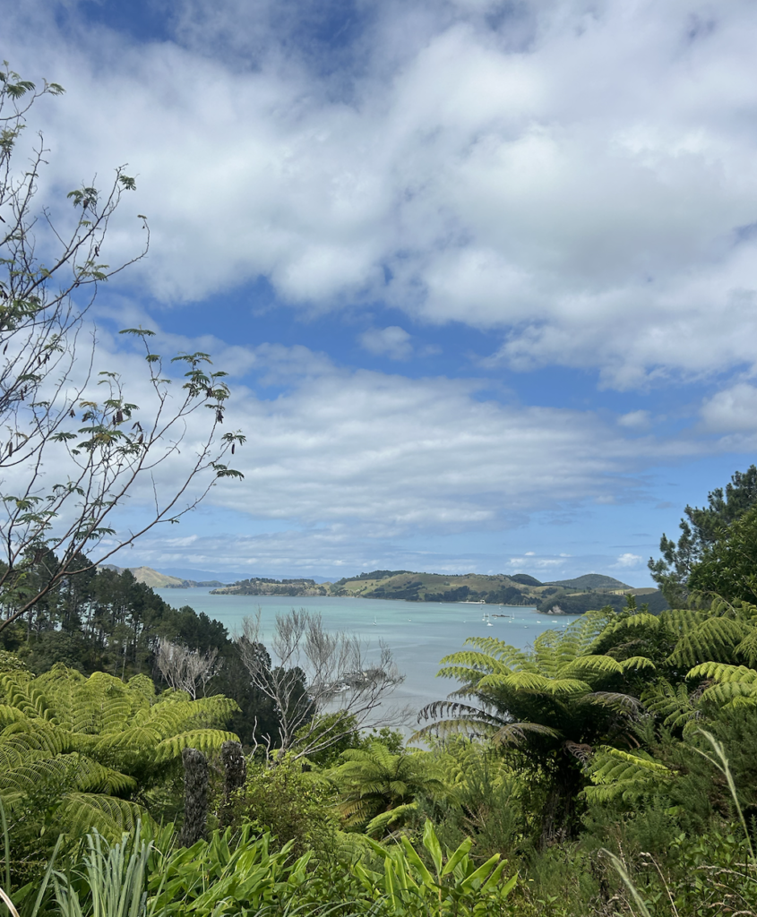 Image from the Kauri Block Walk in Coromandel New Zealand to promote visitors to add this to their list of things to do