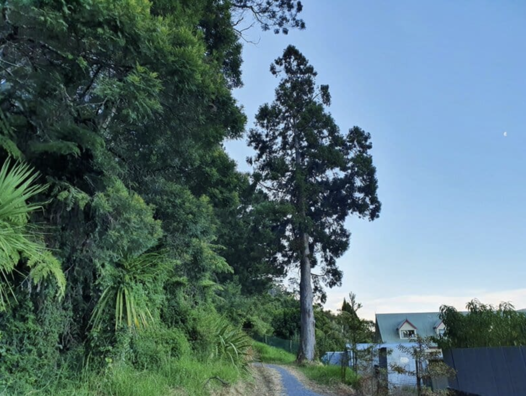 Second image from the Kauri Block Walk in Coromandel New Zealand to promote visitors to add this to their list of things to do